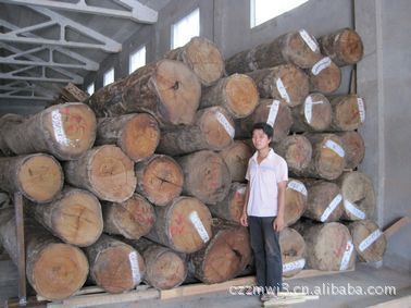 志敏帶皮緬甸花梨木原木 大口徑香紅木的卓越品質與應用